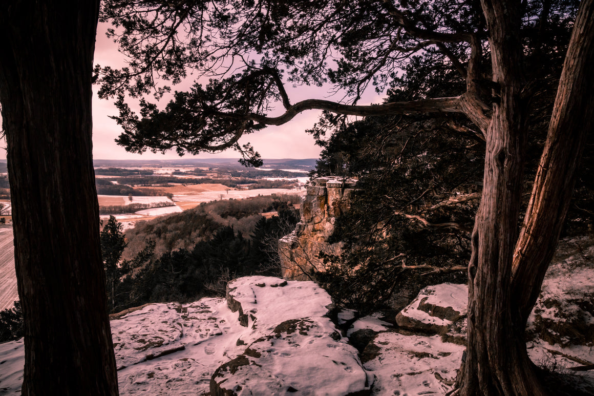 Forests / Trees / Rain forests